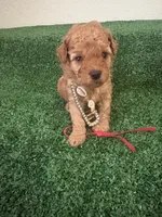 Roxy AKC, a female Poodle - Toy  for sale in Miami, FL – 2 of 5