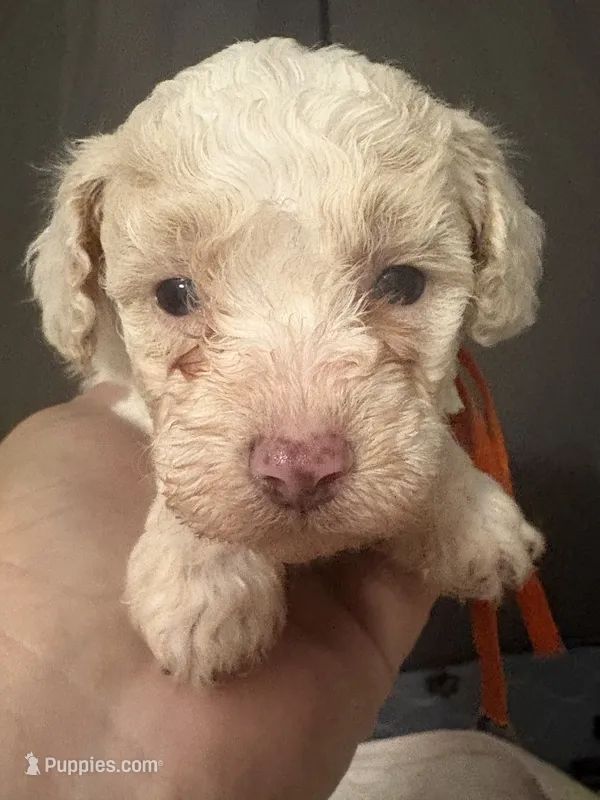 Gigi AKC – Poodle - Toy  puppy for sale in Miami, FL