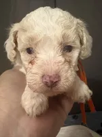 Gigi AKC, a female Poodle - Toy  for sale in Miami, FL – 1 of 5
