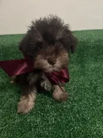 Schnauzer , a female Miniature Schnauzer for sale in Miami, FL – 3 of 3