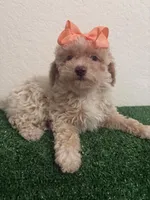Queen AKC, a female Poodle - Toy  for sale in Miami, FL – 5 of 10