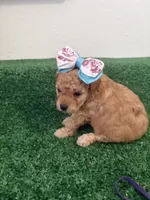 Mary AKC, a female Poodle - Toy  for sale in Miami, FL – 2 of 5