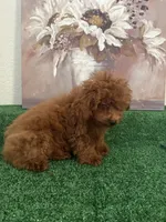Charlie AKC, a male Poodle - Toy  for sale in Miami, FL – 3 of 9