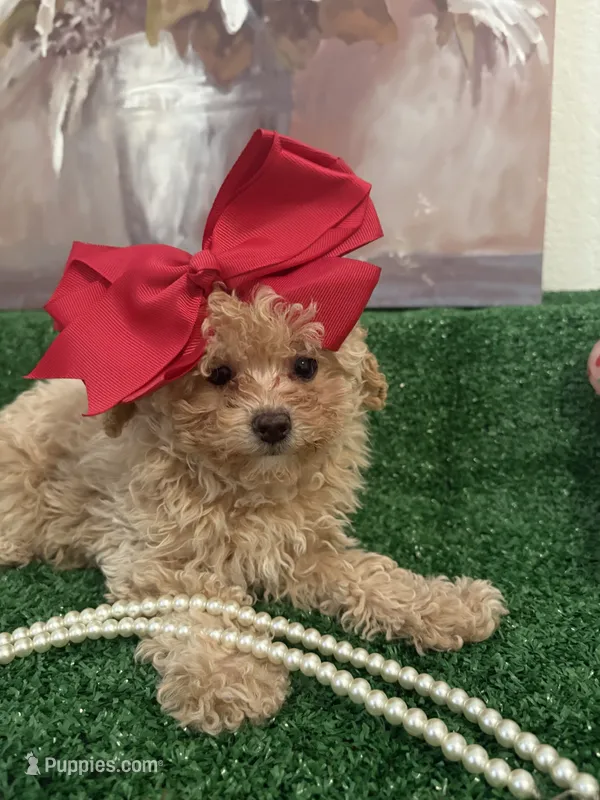 Bella AKC ( Tcup ) – Poodle - Toy  puppy for sale in Miami, FL
