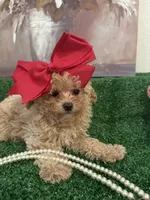 Bella AKC ( Tcup ), a female Poodle - Toy  for sale in Miami, FL – 1 of 10