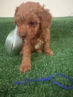 Prince AKC, a male Poodle - Toy  for sale in Miami, FL – 2 of 6
