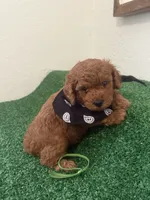 Duque Akc, a male Poodle - Toy  for sale in Miami, FL – 2 of 5