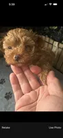 Princes, a female Yorkshire Terrier and Poodle - Toy  for sale in Miami, FL – 2 of 9
