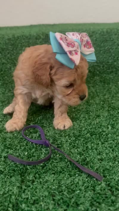 Mary AKC, a female Poodle - Toy  for sale in Miami, FL – 4 of 5