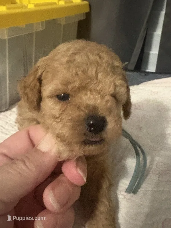 Ben AKC – Poodle - Toy  puppy for sale in Miami, FL