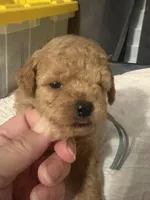 Ben AKC, a male Poodle - Toy  for sale in Miami, FL – 1 of 5