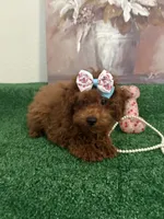 Mimi AKC, a female Poodle - Toy  for sale in Miami, FL – 4 of 10