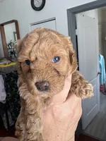 Diva AKC, a female Poodle - Toy  for sale in Miami, FL – Photo 1 of 4