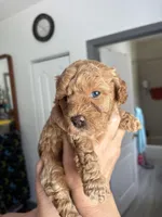 Diva AKC, a female Poodle - Toy  for sale in Miami, FL – Photo 3 of 4