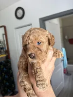 Diva AKC, a female Poodle - Toy  for sale in Miami, FL – Photo 4 of 4