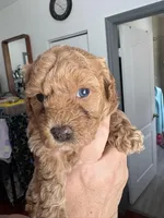 Diva AKC, a female Poodle - Toy  for sale in Miami, FL – Photo 2 of 4