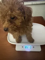 Milo AKC, a male Poodle - Toy  for sale in Miami, FL – 6 of 9
