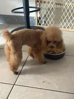 Ben AKC, a male Poodle - Toy  for sale in Miami, FL – 5 of 5