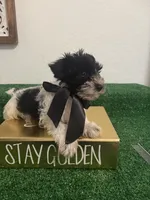 Roy, a male Miniature Schnauzer for sale in Miami, FL – 1 of 3