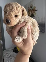 Queen AKC, a female Poodle - Toy  for sale in Miami, FL – Photo 3 of 3