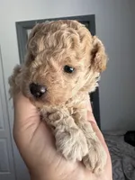 Queen AKC, a female Poodle - Toy  for sale in Miami, FL – Photo 2 of 3