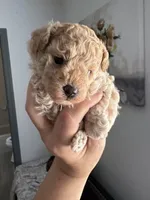 Queen AKC, a female Poodle - Toy  for sale in Miami, FL – Photo 1 of 3