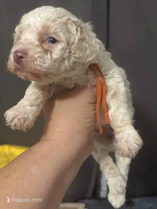Queen AKC – Poodle - Toy  puppy for sale in Miami, FL