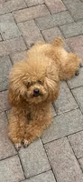 Princess , a female Yorkipoo for sale in Miami, FL – 8 of 8