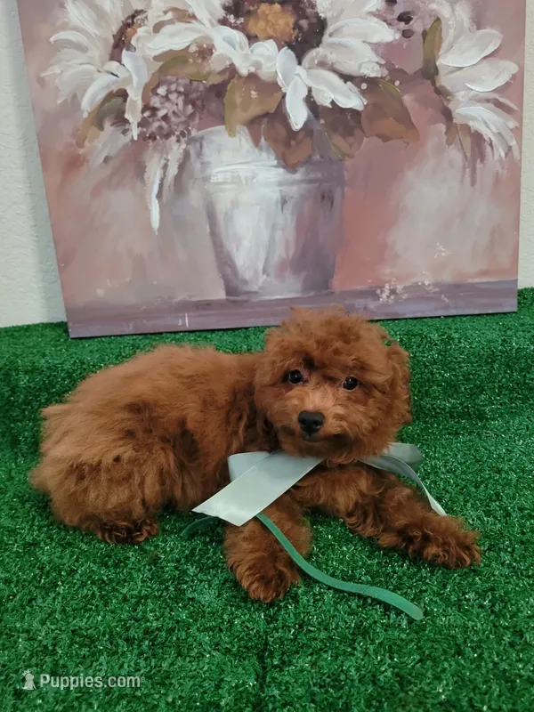 Luca AKC – Poodle - Toy  puppy for sale in Miami, FL