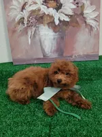 Luca AKC, a male Poodle - Toy  for sale in Miami, FL – 1 of 9