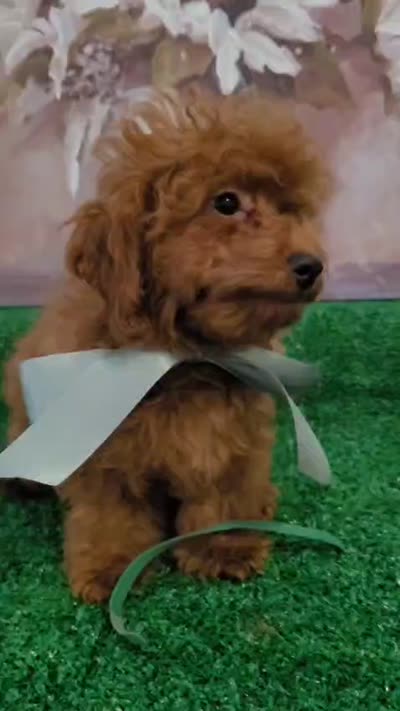 Luca AKC, a male Poodle - Toy  for sale in Miami, FL – 9 of 9