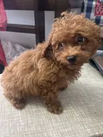 Luca AKC, a male Poodle - Toy  for sale in Miami, FL – 2 of 5