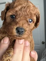 Clove Akc, a female Poodle - Toy  for sale in Miami, FL – Photo 2 of 3