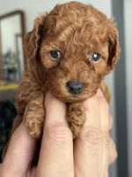 Clove Akc, a female Poodle - Toy  for sale in Miami, FL – Photo 3 of 3