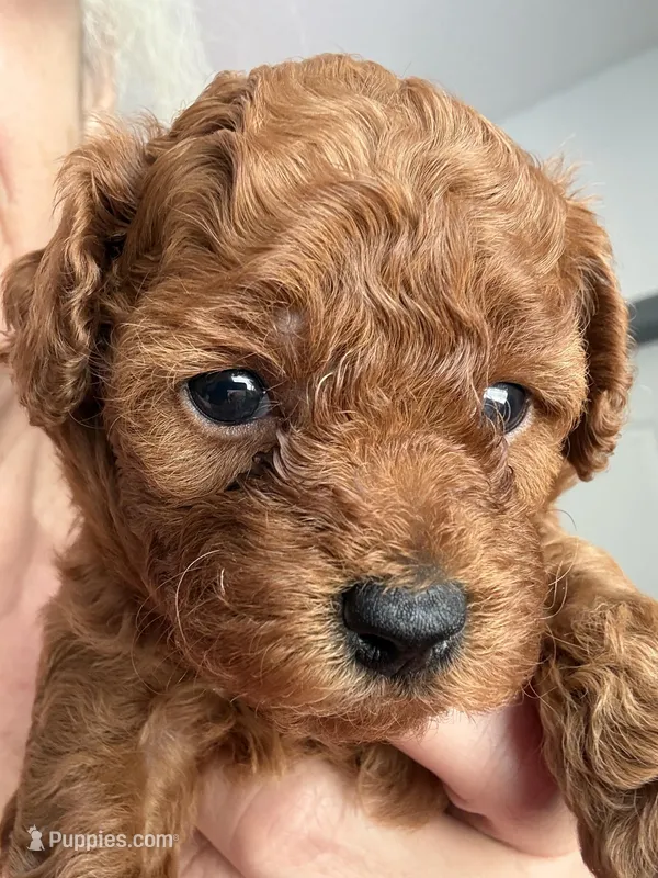 Clove Akc – Poodle - Toy  puppy for sale in Miami, FL
