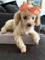 Bella AKC , a female Poodle - Toy  for sale in Miami, FL – 3 of 10