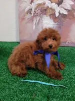 Robbie AKC, a male Poodle - Toy  for sale in Miami, FL – 2 of 8