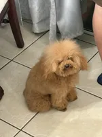 Princes, a female Yorkshire Terrier and Poodle - Toy  for sale in Miami, FL – 9 of 9