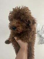 Luca AKC, a male Poodle - Toy  for sale in Miami, FL – 6 of 9