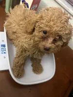 Rick AKC, a male Poodle - Toy  for sale in Miami, FL – 4 of 9