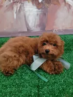 Luca AKC, a male Poodle - Toy  for sale in Miami, FL – 3 of 9