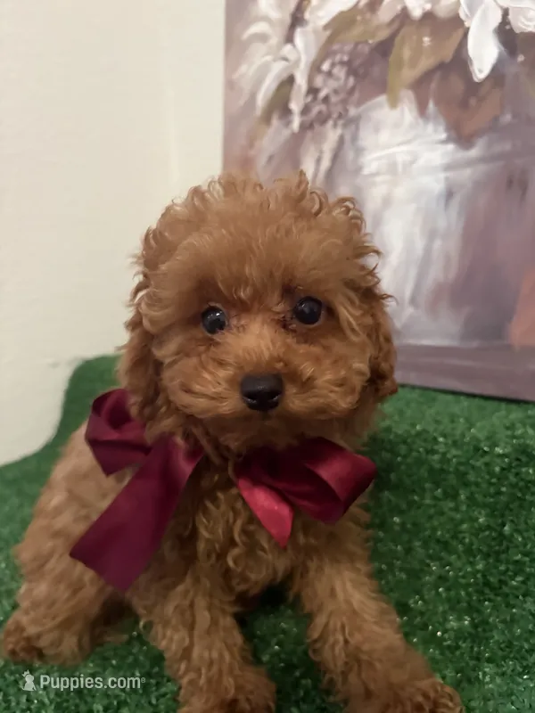 Milo AKC – Poodle - Toy  puppy for sale in Miami, FL