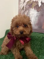 Milo AKC, a male Poodle - Toy  for sale in Miami, FL – 1 of 9
