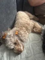 Mary AKC, a female Poodle - Toy  for sale in Miami, FL – 5 of 5