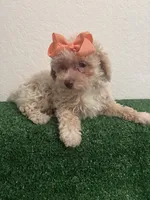 Queen AKC, a female Poodle - Toy  for sale in Miami, FL – 4 of 10