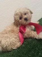 Gigi AKC, a female Poodle - Toy  for sale in Miami, FL – 3 of 9