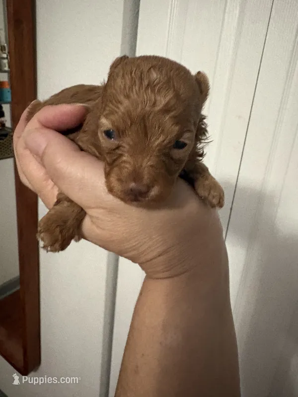 Princess  – Yorkipoo puppy for sale in Miami, FL