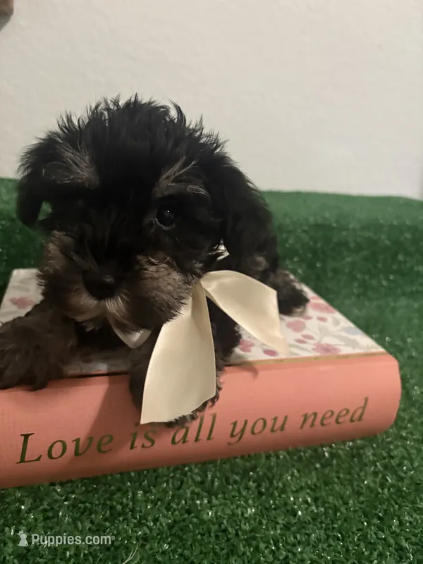 Lucie – Miniature Schnauzer puppy for sale in Miami, FL