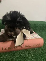 Lucie, a female Miniature Schnauzer for sale in Miami, FL – 1 of 3