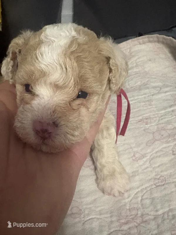 Nena AKC – Poodle - Toy  puppy for sale in Miami, FL